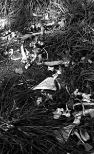 Bones Bones