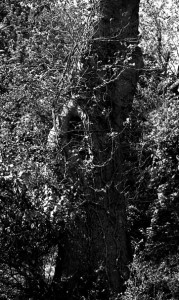 Dense Tree Dense Tree