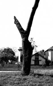 Tree Tree