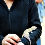 lizard lizard