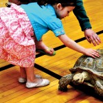 turtles turtles