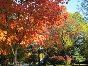 Fall Fall