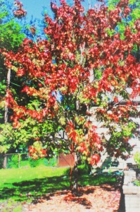 Abbie Davis, "Fall Has Sprung", Best in Show