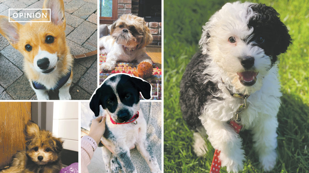 A Man's Best Friend: How dogs make a well-rounded person