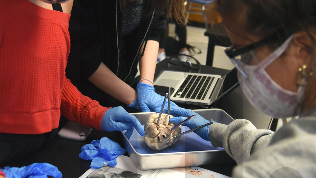 Gallery: Anatomy Students dissect a Pig Heart in Class