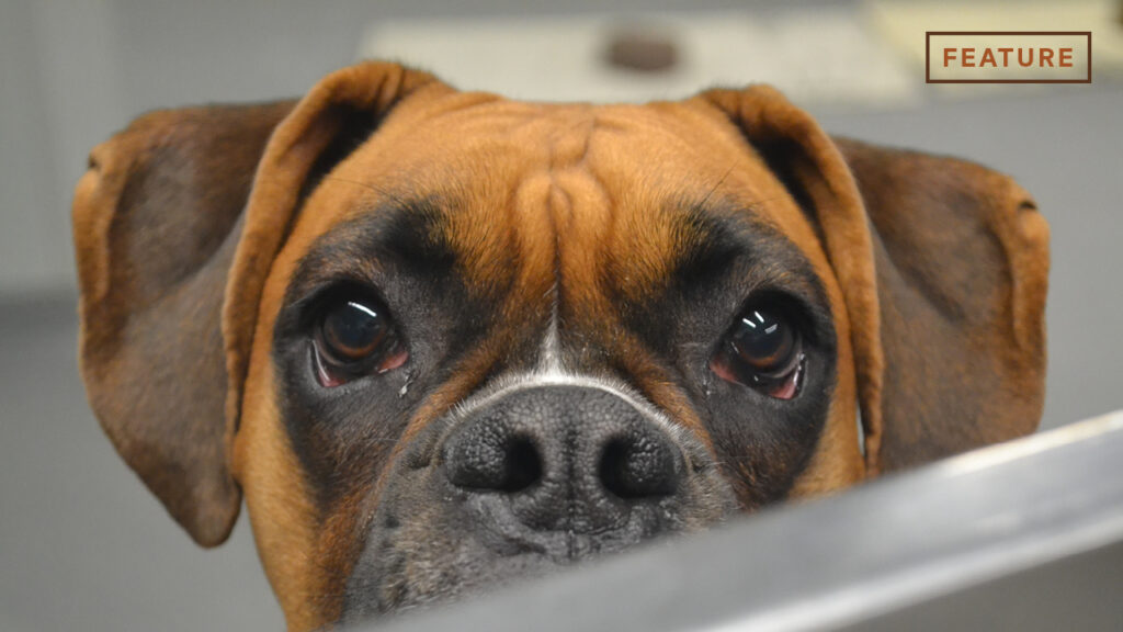 Bonding At The Ball: East students at the doggy daycare On The Ball bond through their jobs